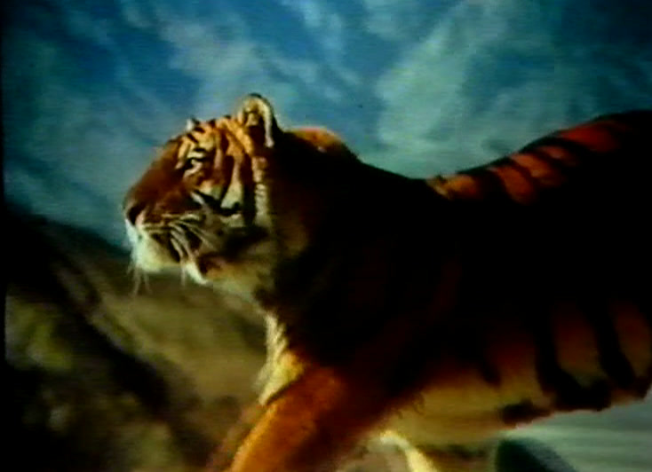 Mid-stride, the tiger lowers its head against a bright washed-out sky.