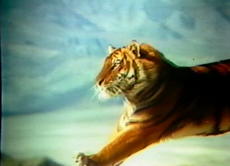 A tiger walks across pale rock under a hazy blue sky, seen from the side.