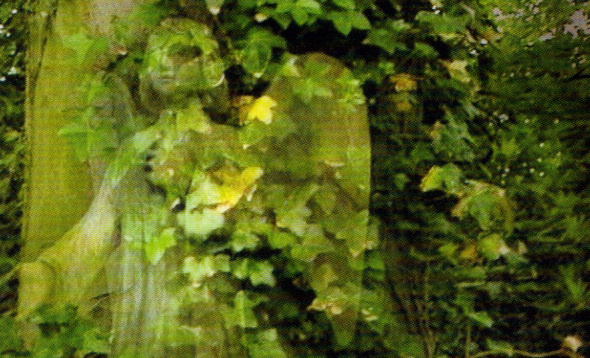 Still from Mixed Feelings, a stone angel statue overgrown with green ivy, its figure dissolving into the leaves